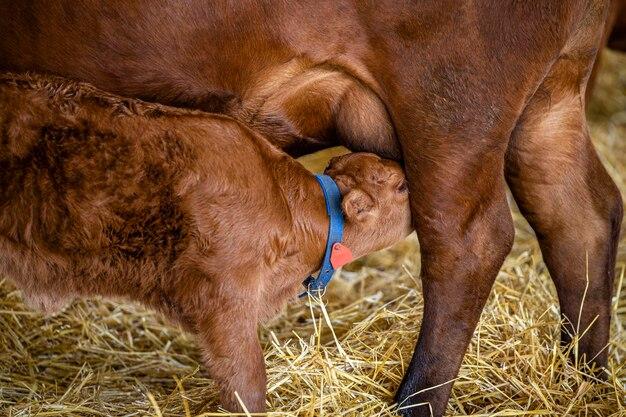  How To Tell If A Newborn Calf Has Nursed 