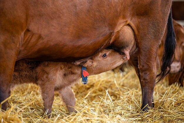  How To Tell If A Newborn Calf Has Nursed 