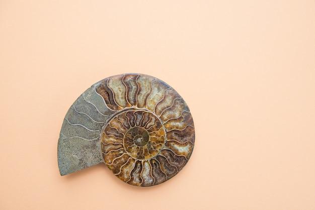 Is Ammonite Grey Or Beige 