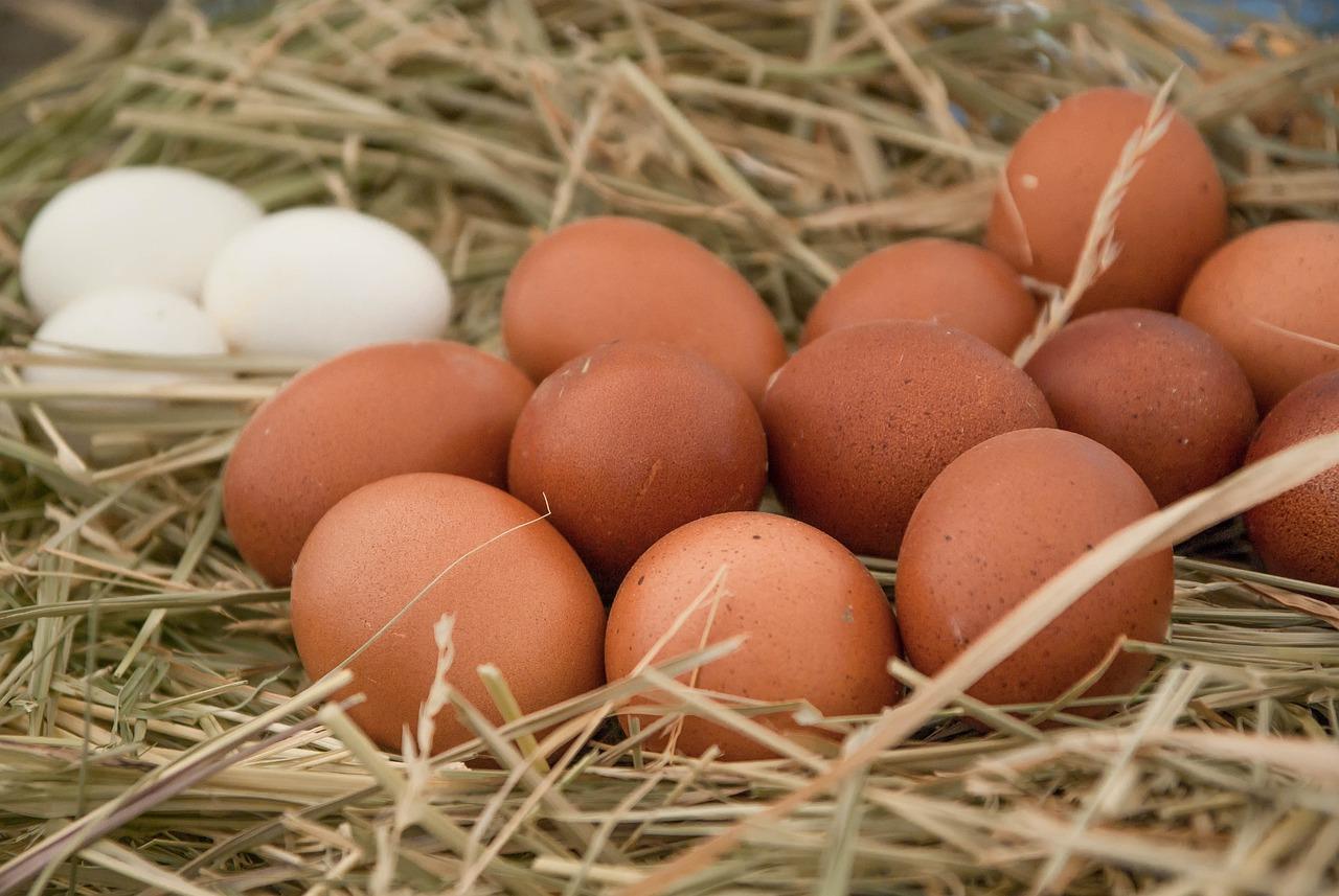 What Chickens Lay The Best Tasting Eggs 