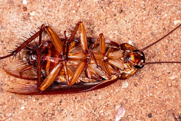 Why Are They Called Cockroaches 