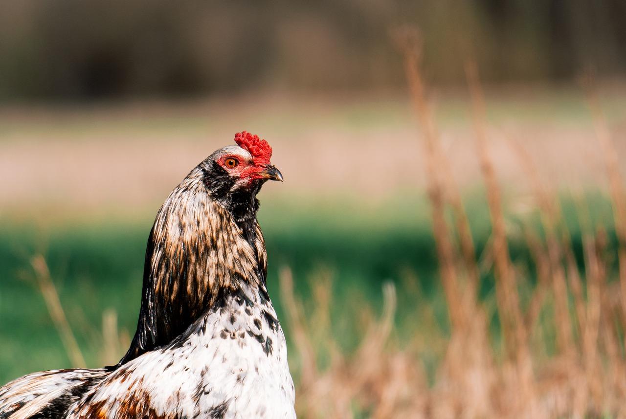  What Do Ameraucana Chicks Look Like 