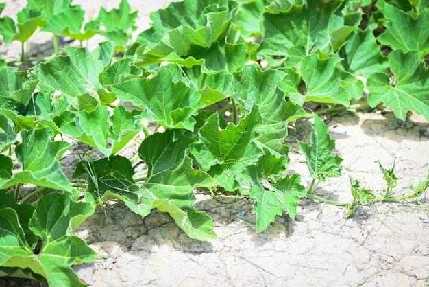  What Do Pumpkin Leaves Look Like 