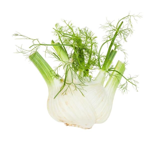  What Does A Fennel Bulb Look Like 