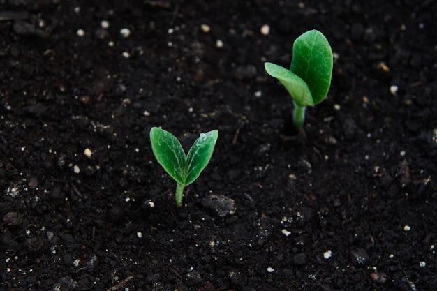 What Does Squash Look Like When It Sprouts 