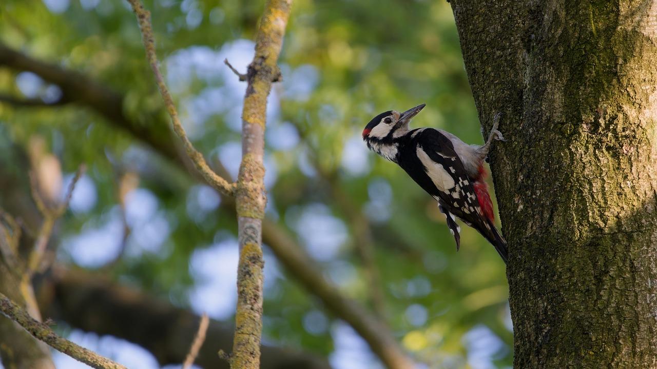 What Time Of Day Do Woodpeckers Peck 