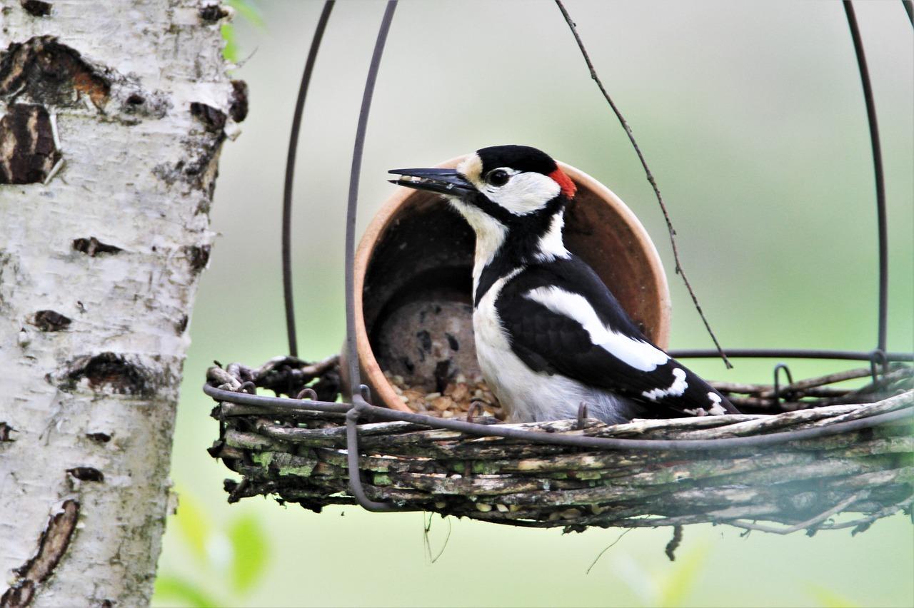 What Time Of Day Do Woodpeckers Peck 