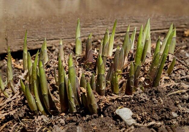 When To Plant Hostas In Georgia 