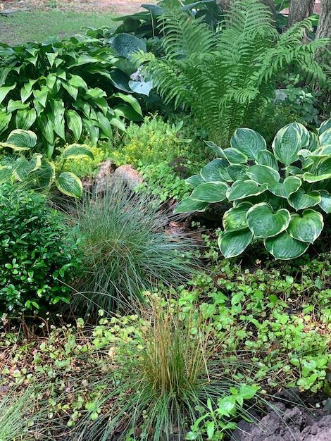 When To Plant Hostas In Zone 7 