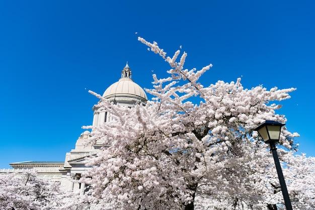 When To Prune Cherry Trees In Washington State 